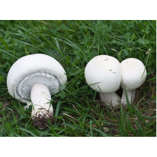 Мицелий Шампиньона полевого (Agaricus arvensis)